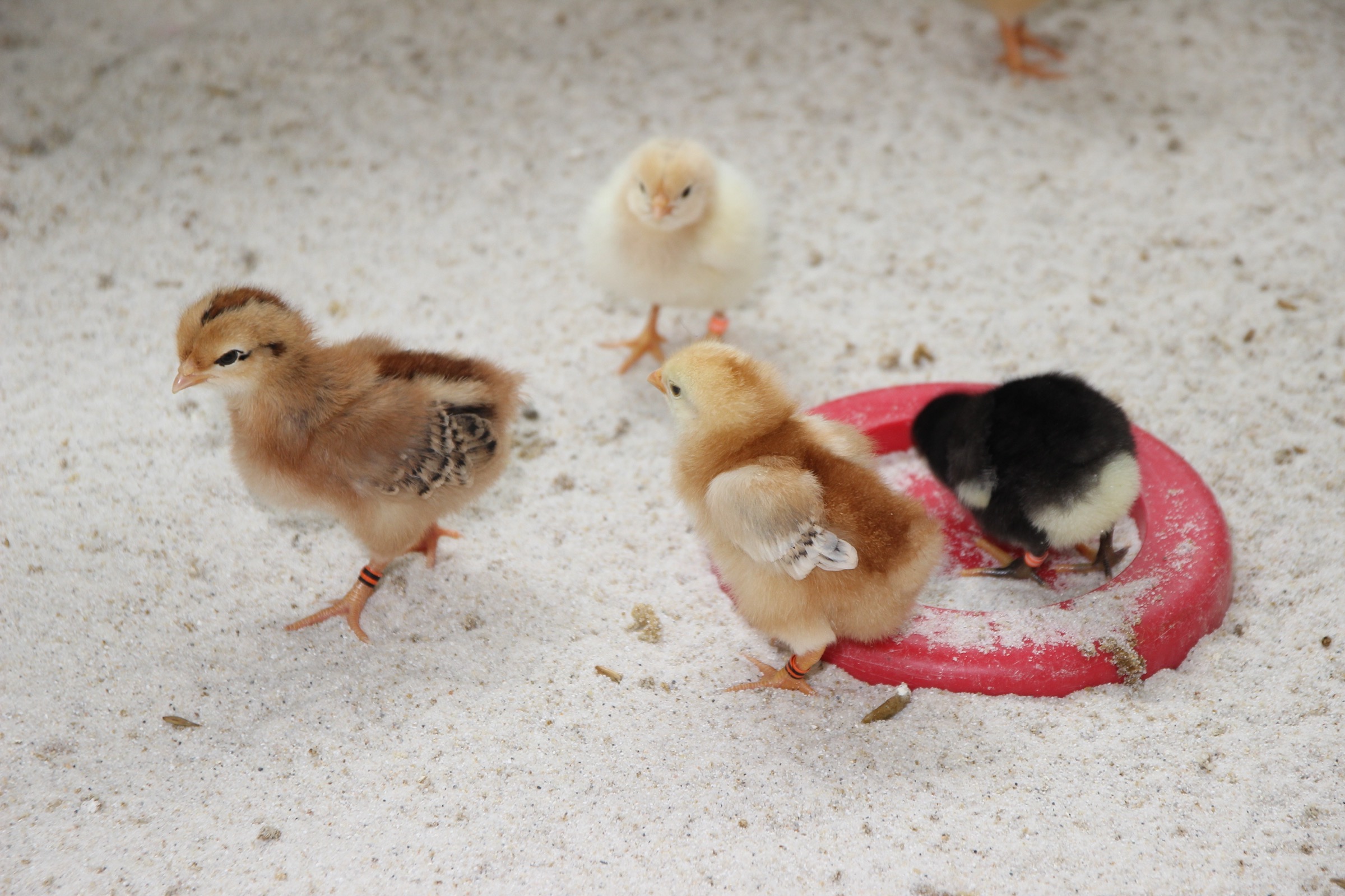Klinosorb – Einstreu für alle Tierarten
