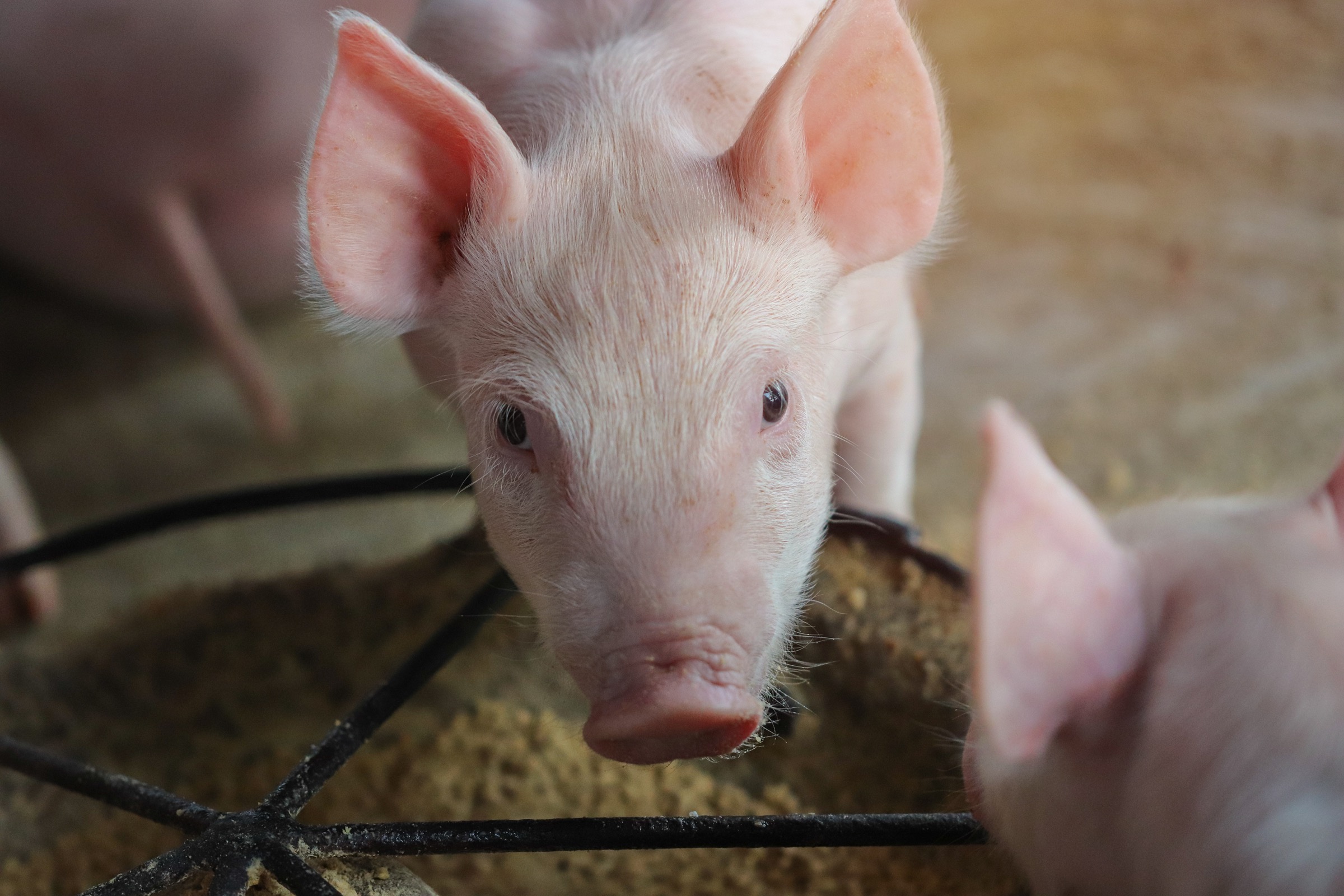 Klinofeed® – natürlicher Futtermittelzusatz